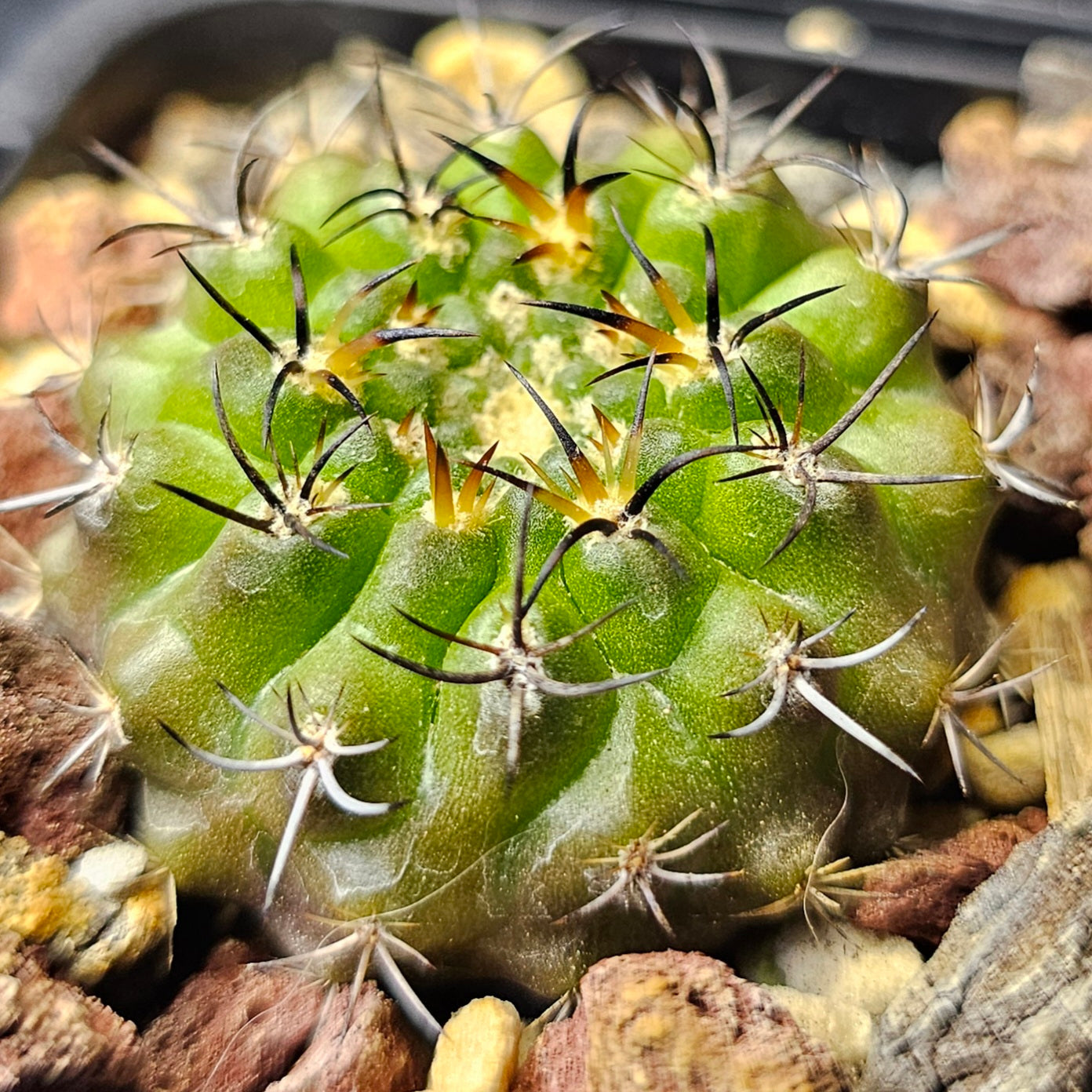 Cactus bundle - 4 plants (rare Eriosyce mix)