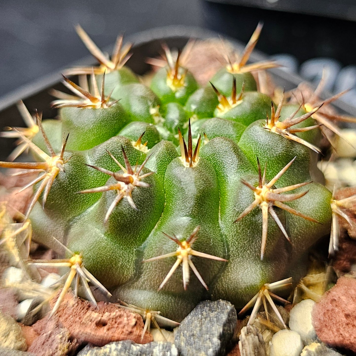 Cactus bundle - 4 plants (rare Eriosyce mix)