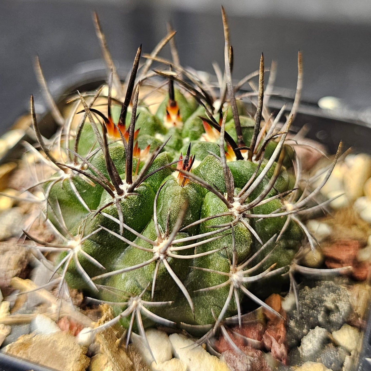 Cactus bundle - 4 plants (rare Eriosyce mix)