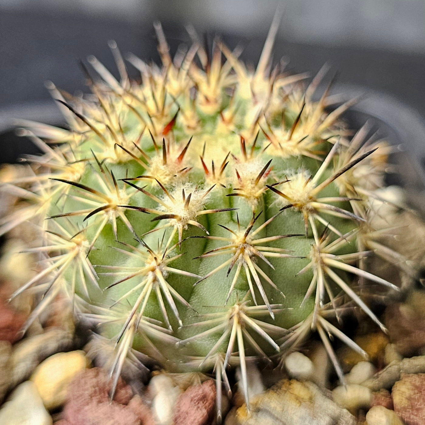 Cactus bundle - 4 plants (rare Eriosyce mix)