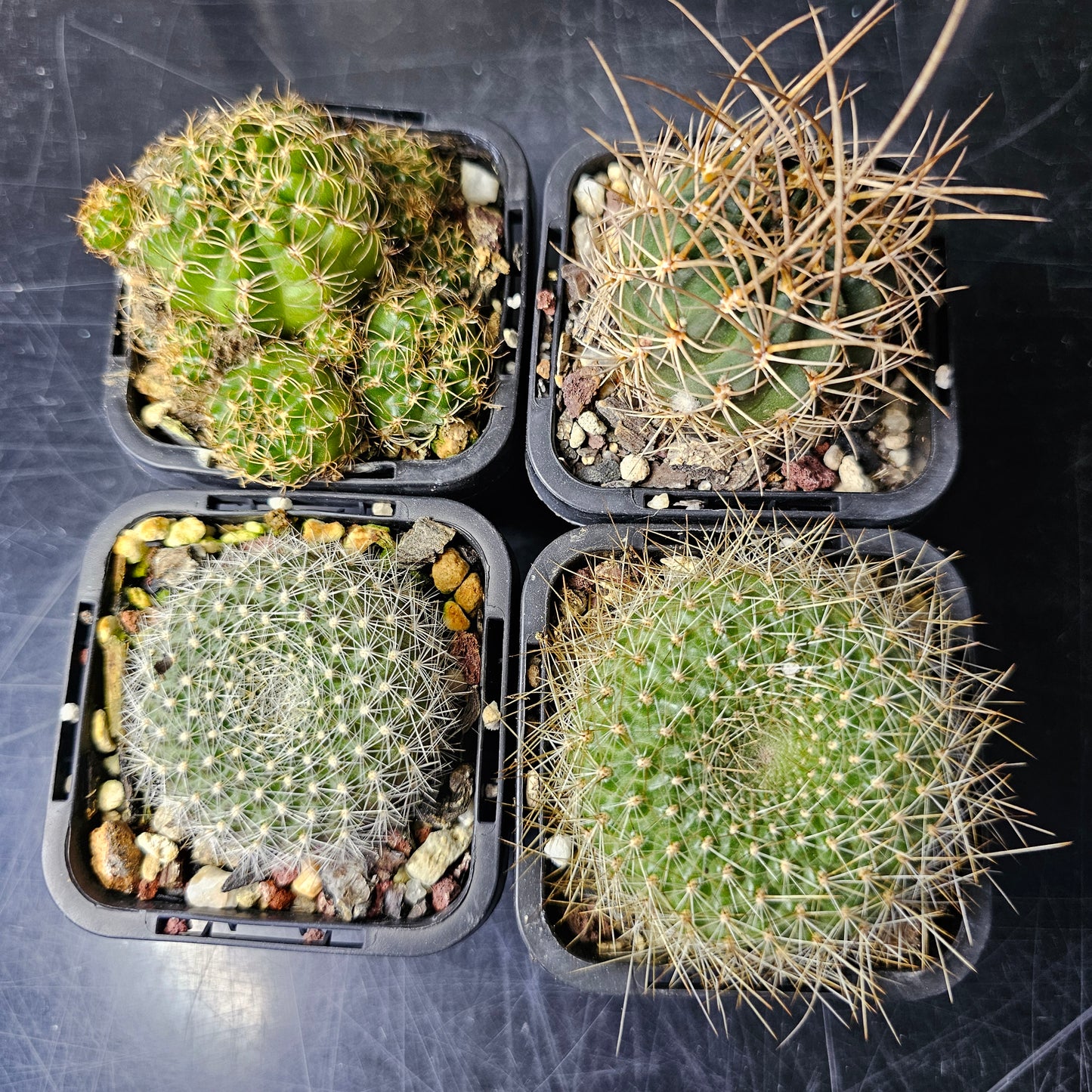Cactus bundle - 4 plants (Bloom Bloom Pow)