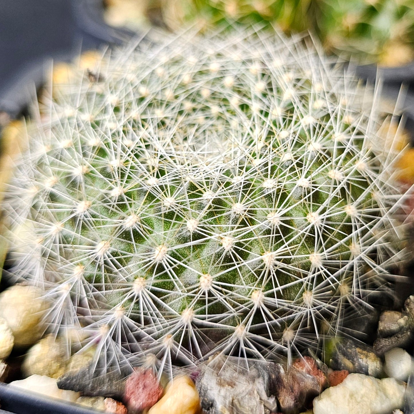 Cactus bundle - 4 plants (Bloom Bloom Pow)
