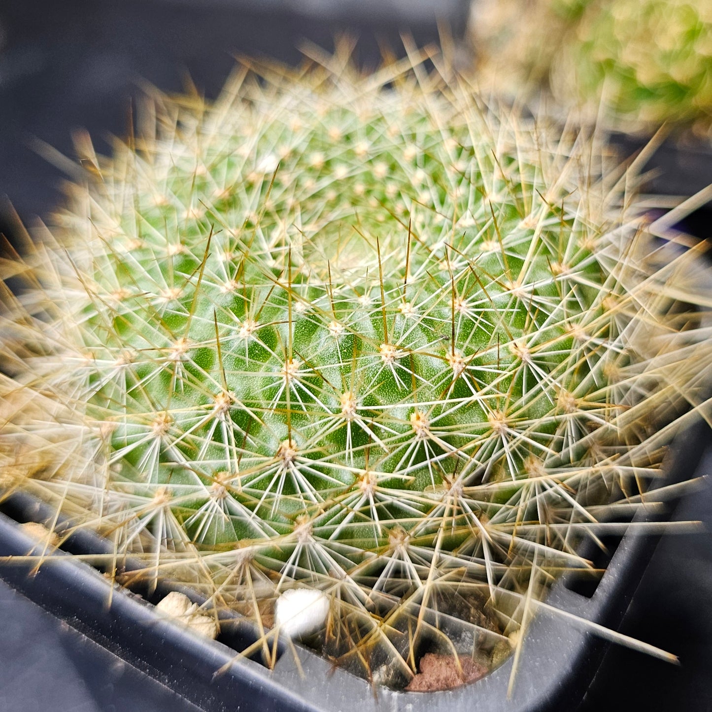 Cactus bundle - 4 plants (Bloom Bloom Pow)