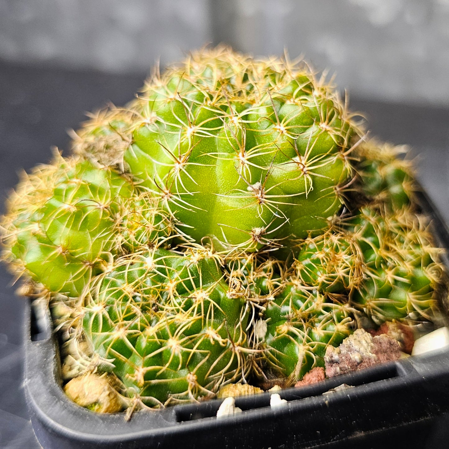 Cactus bundle - 4 plants (Bloom Bloom Pow)