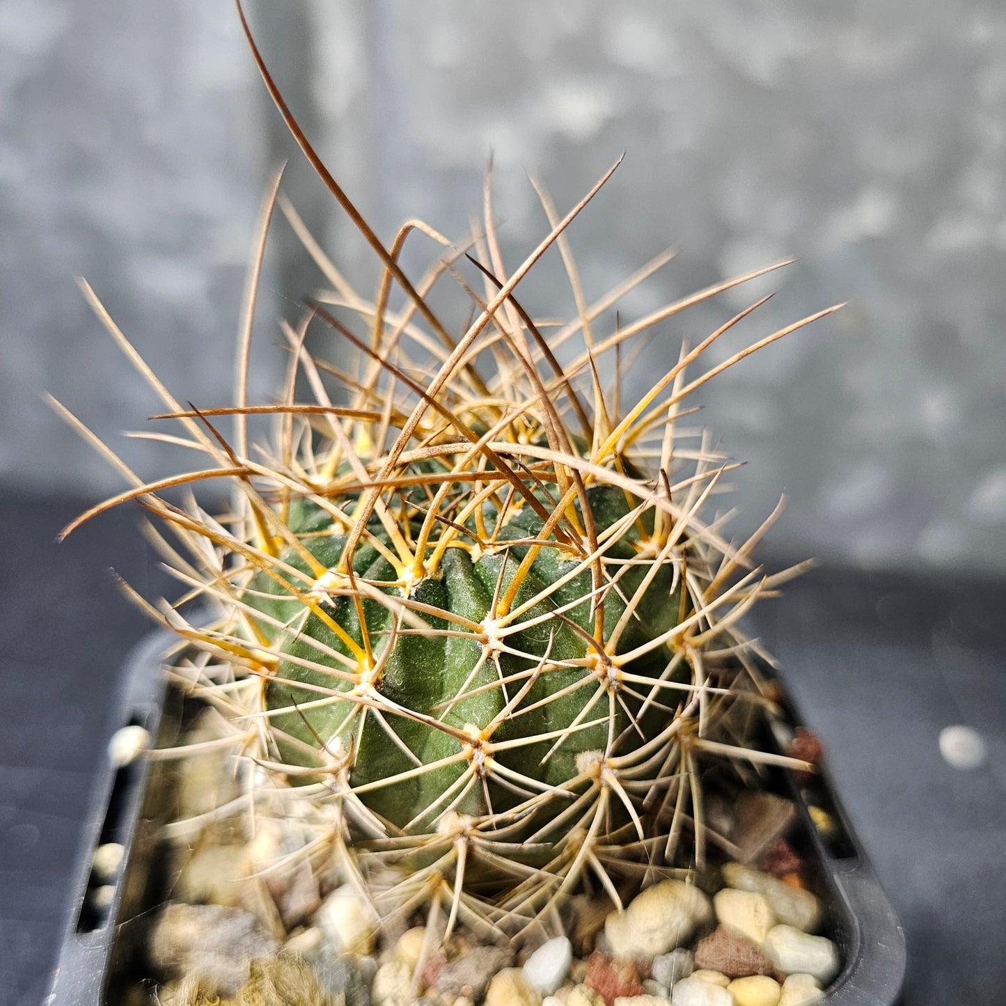 Cactus bundle - 4 plants (Bloom Bloom Pow)