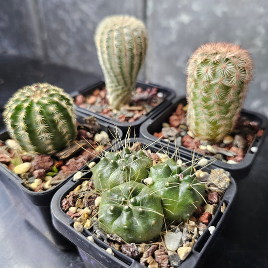 Cactus bundle - 4 plants (flowering Echinocereus mix)