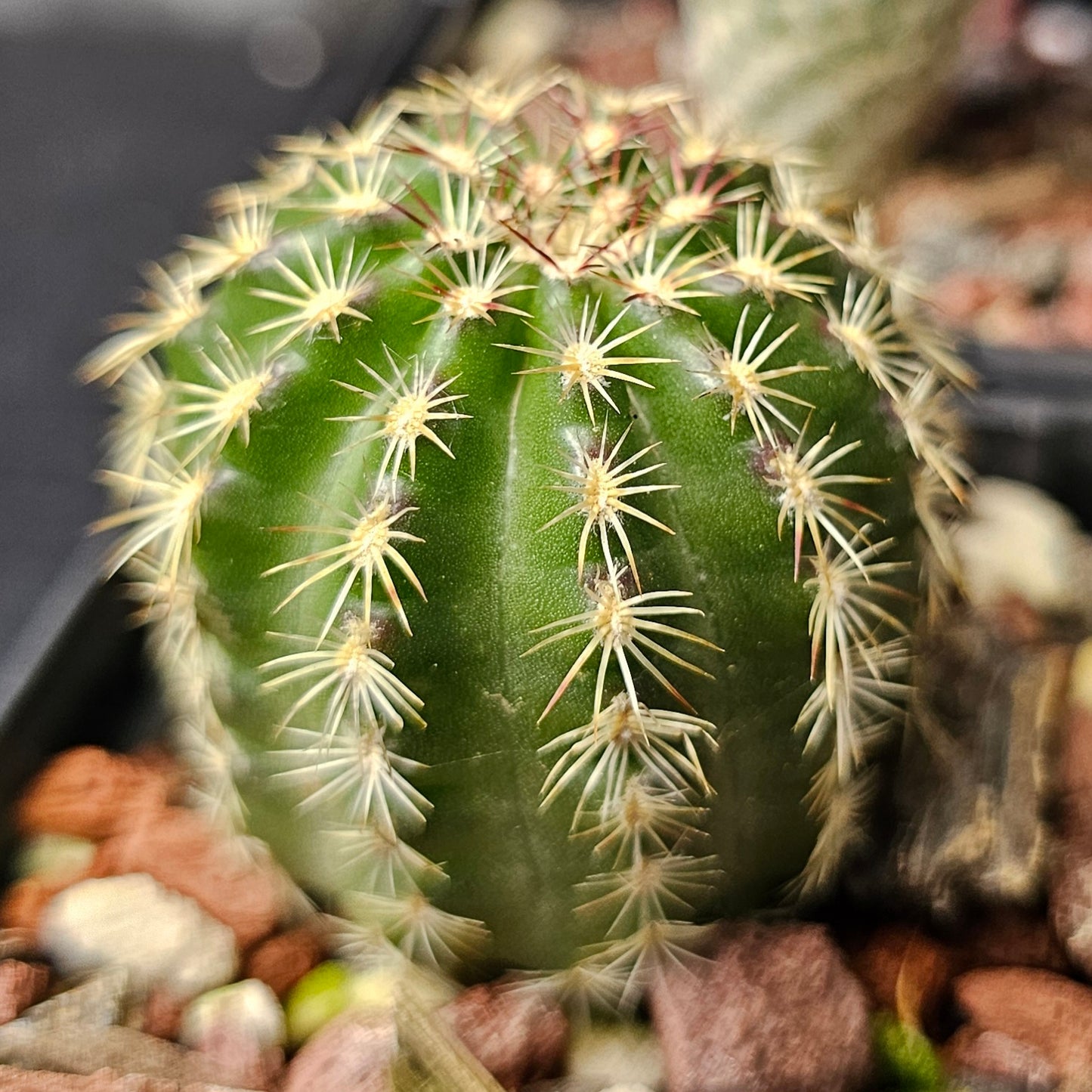 Cactus bundle - 4 plants (flowering Echinocereus mix)
