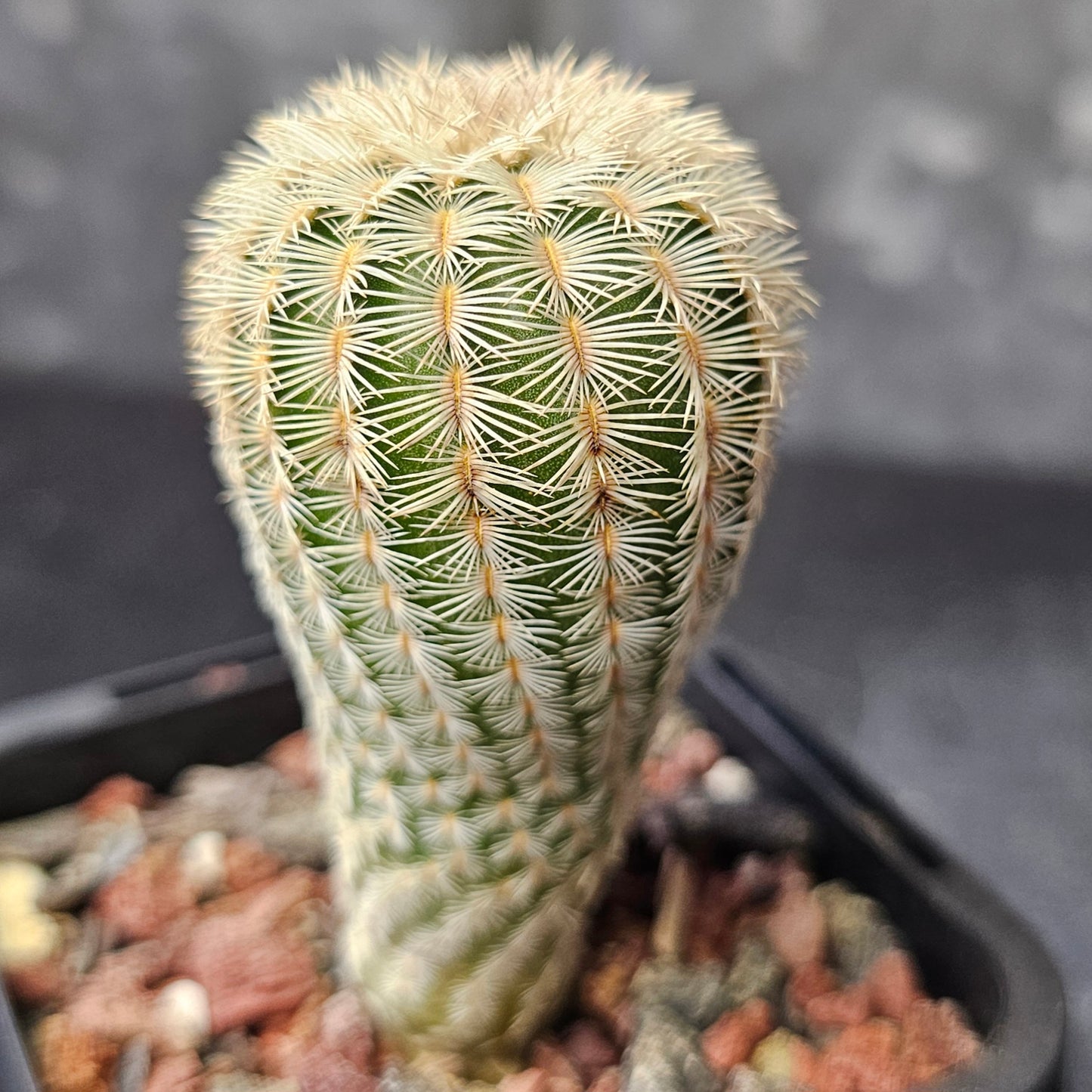 Cactus bundle - 4 plants (flowering Echinocereus mix)