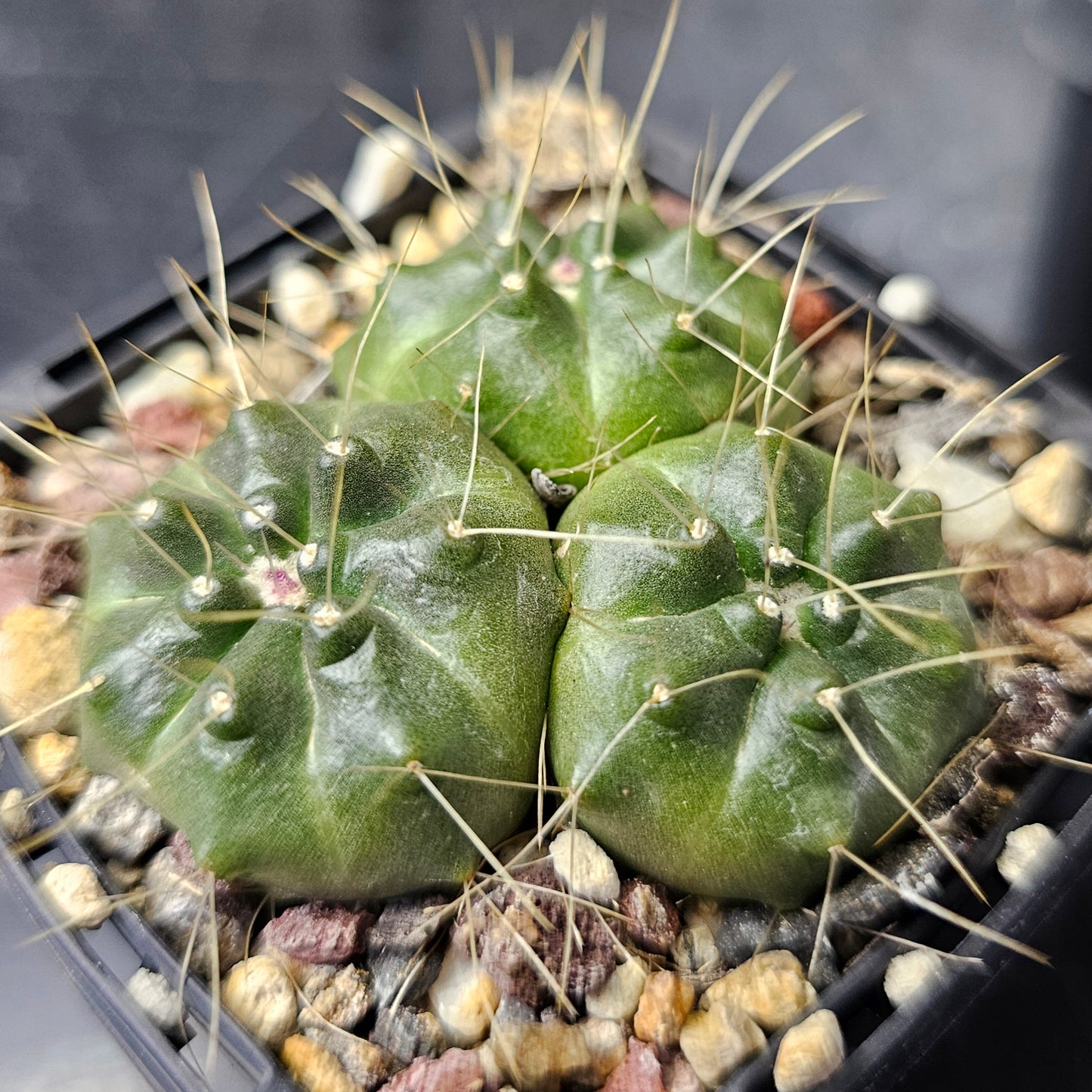 Cactus bundle - 4 plants (flowering Echinocereus mix)