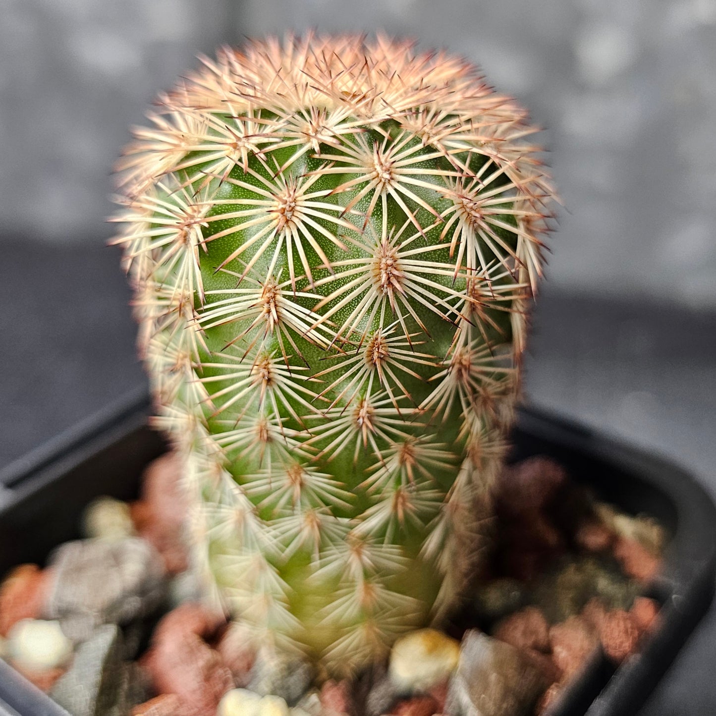 Cactus bundle - 4 plants (flowering Echinocereus mix)