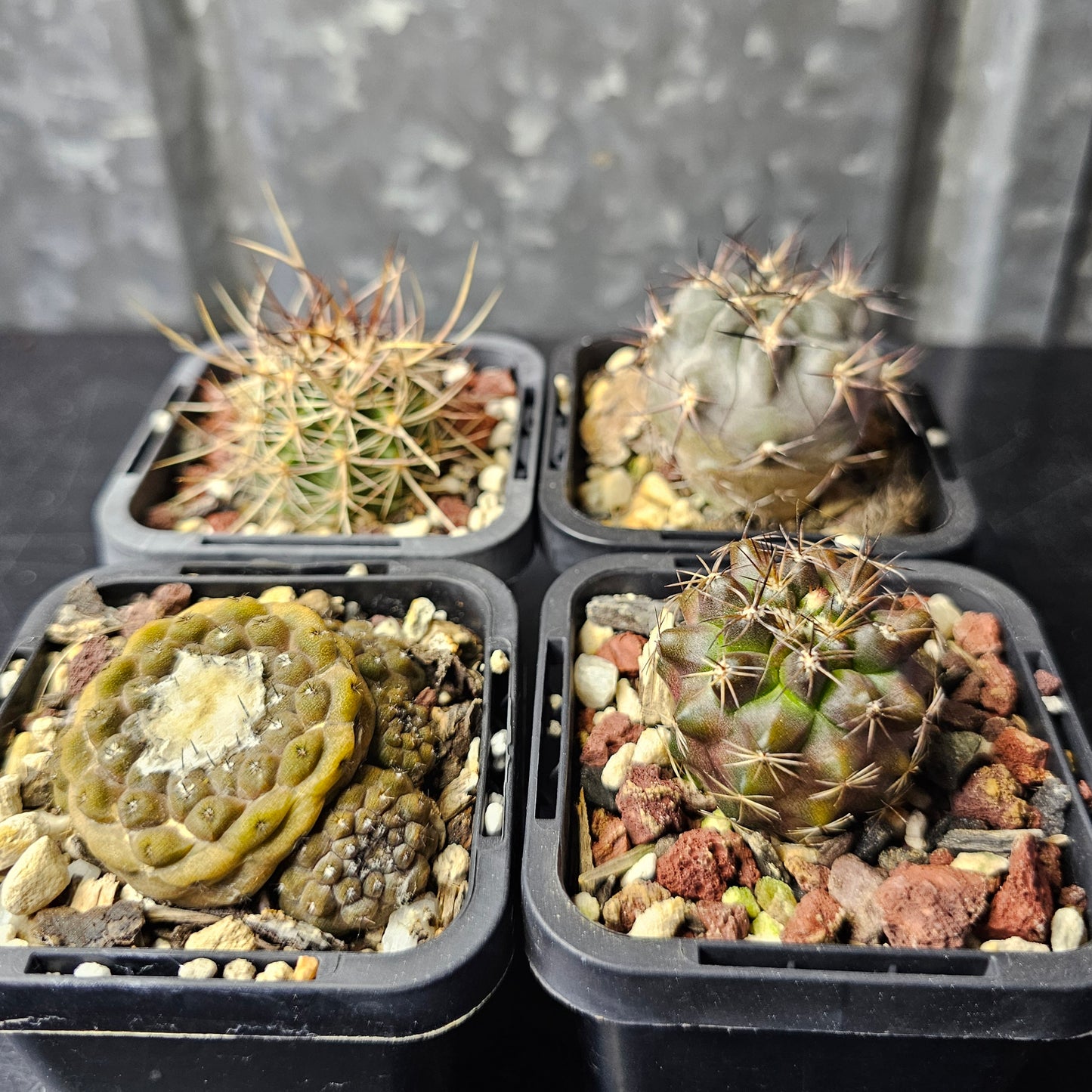 Cactus bundle - 4 plants (slow burn pack)