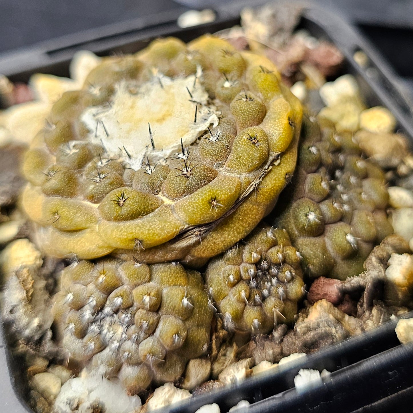 Cactus bundle - 4 plants (slow burn pack)