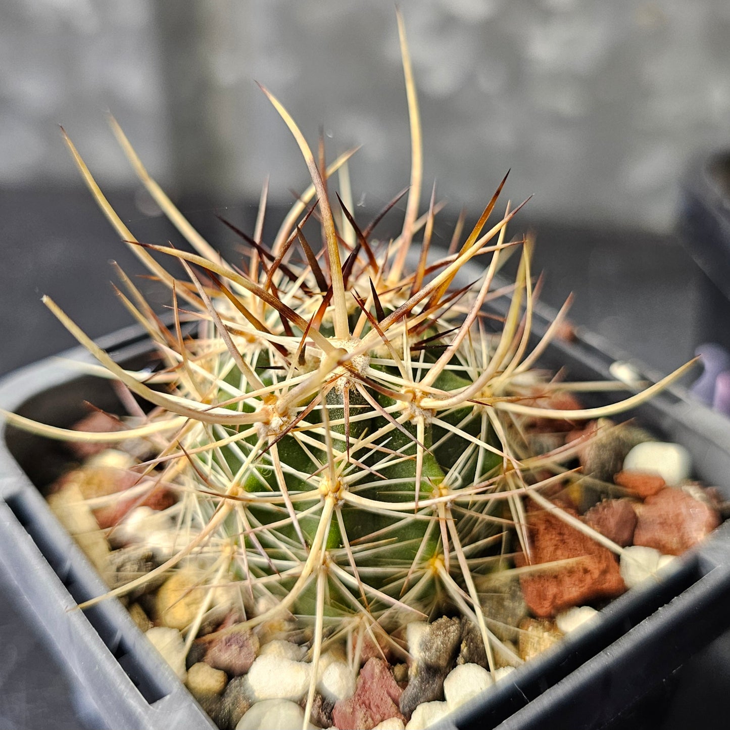 Cactus bundle - 4 plants (slow burn pack)