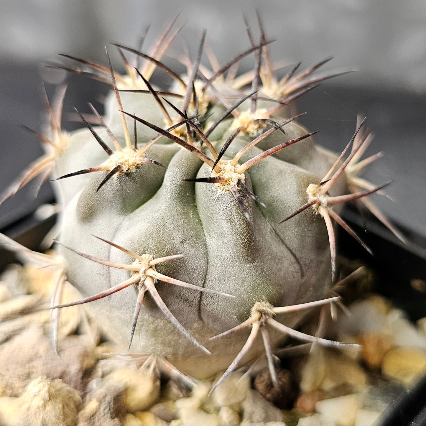 Cactus bundle - 4 plants (slow burn pack)