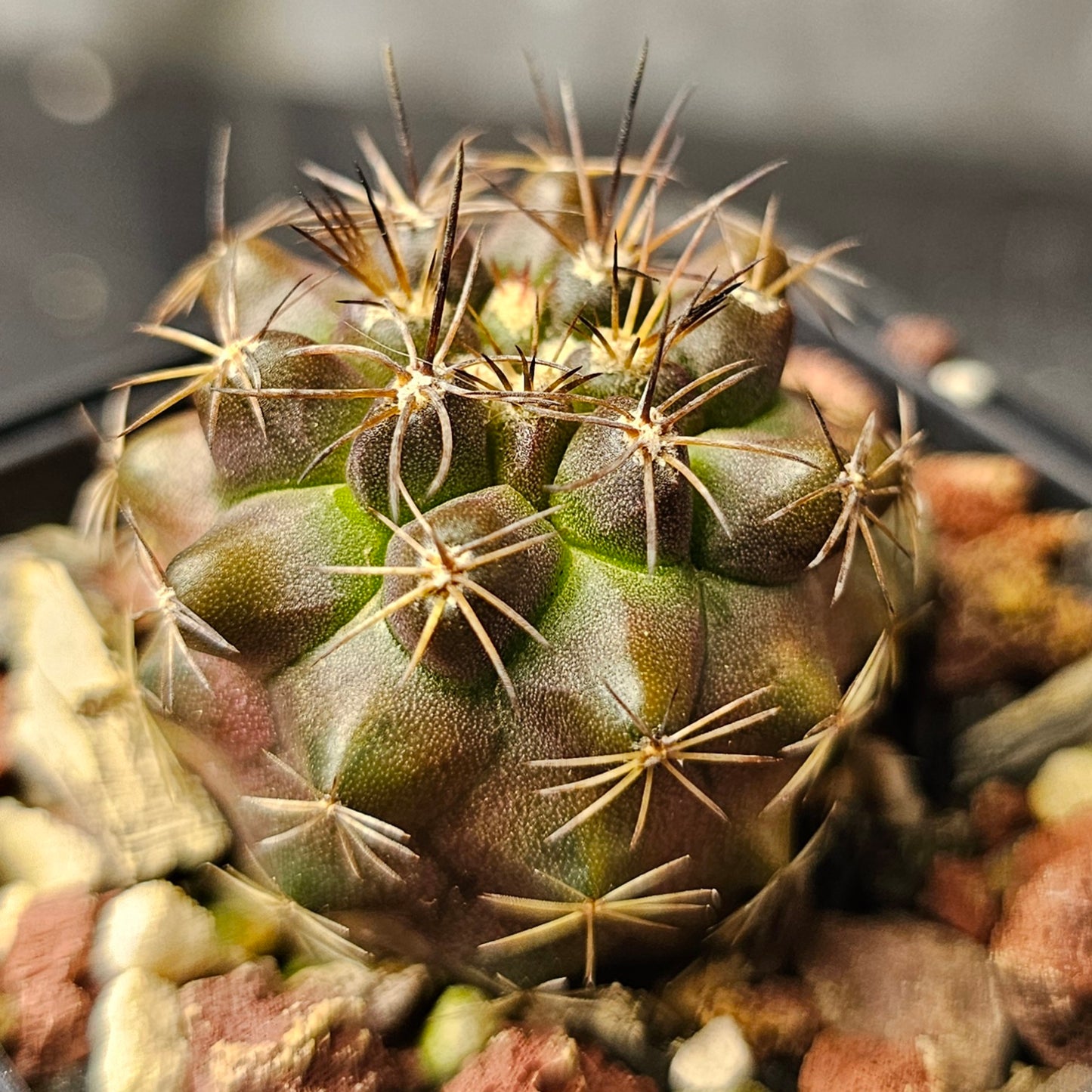 Cactus bundle - 4 plants (slow burn pack)