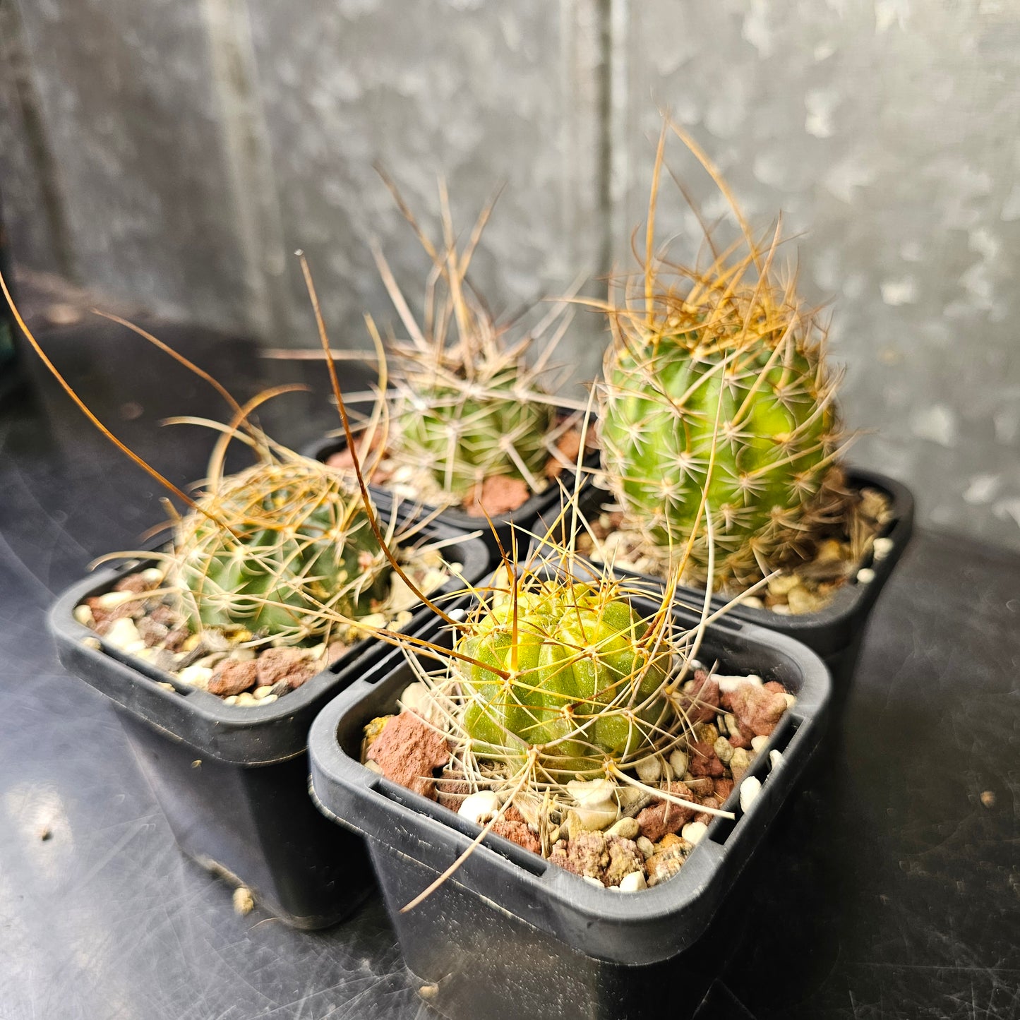 Cactus bundle - 4 plants (Lobivia Spine Candy)