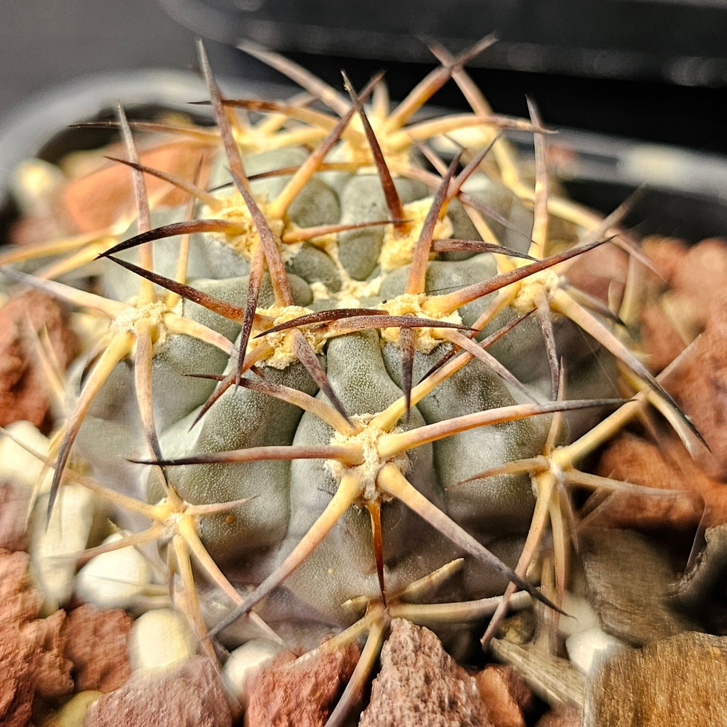 Cactus bundle - 4 plants (Spine & Form mix)