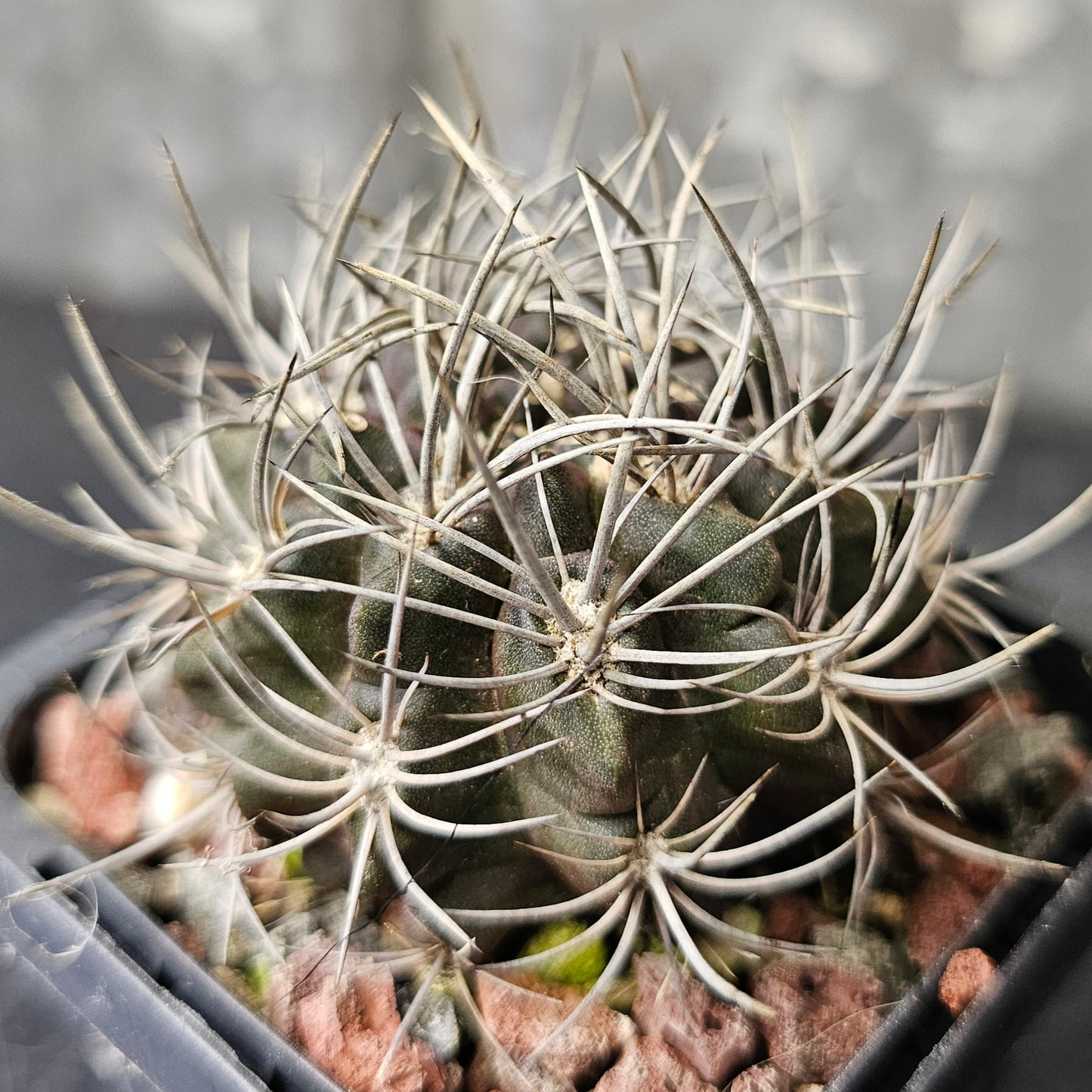 Cactus bundle - 4 plants (Spine & Form mix)