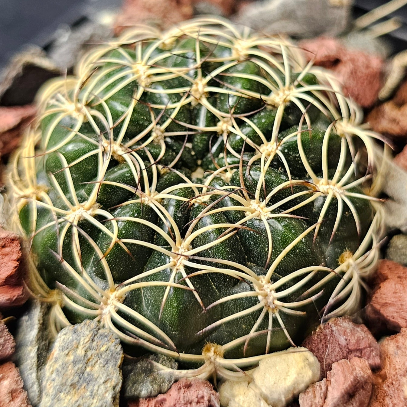 Cactus bundle - 4 plants (compact Lobivia forms)