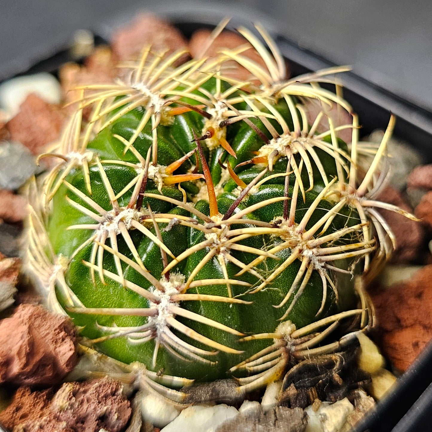 Cactus bundle - 4 plants (compact Lobivia forms)