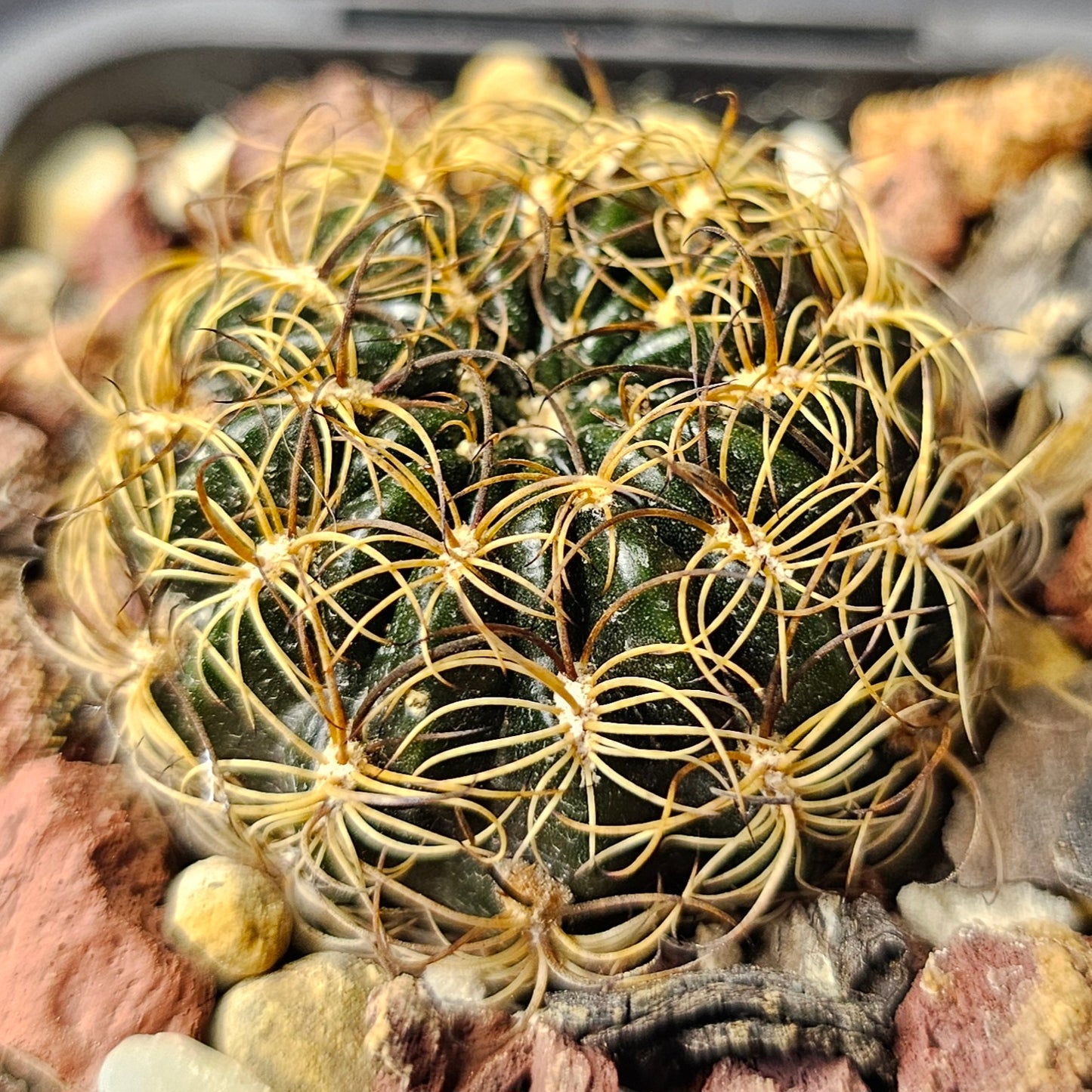 Cactus bundle - 4 plants (compact Lobivia forms)