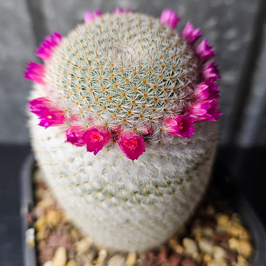 Mammillaria supertexta cactus with tight white spines and bright pink crown flowers, rare mature cactus specimen, collectable flowering Mammillaria 
