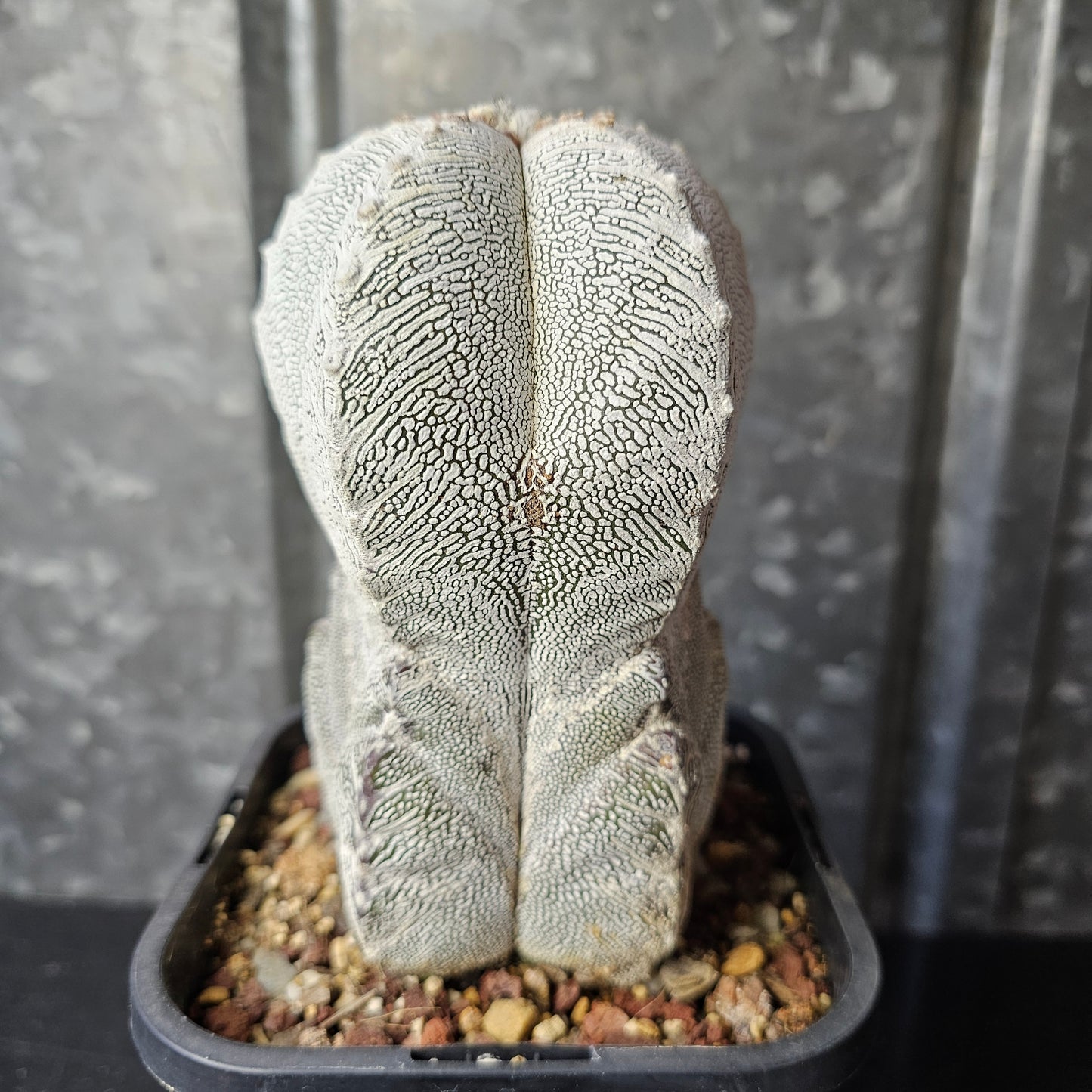 Astrophytum myriostigma cv. Onzuka