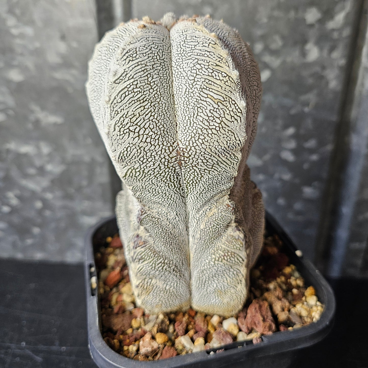 Astrophytum myriostigma cv. Onzuka