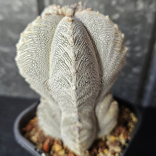 Astrophytum myriostigma cv. Onzuka large relic grade cactus, rare mature specimen with white markings, patterned Astrophytum collector plant