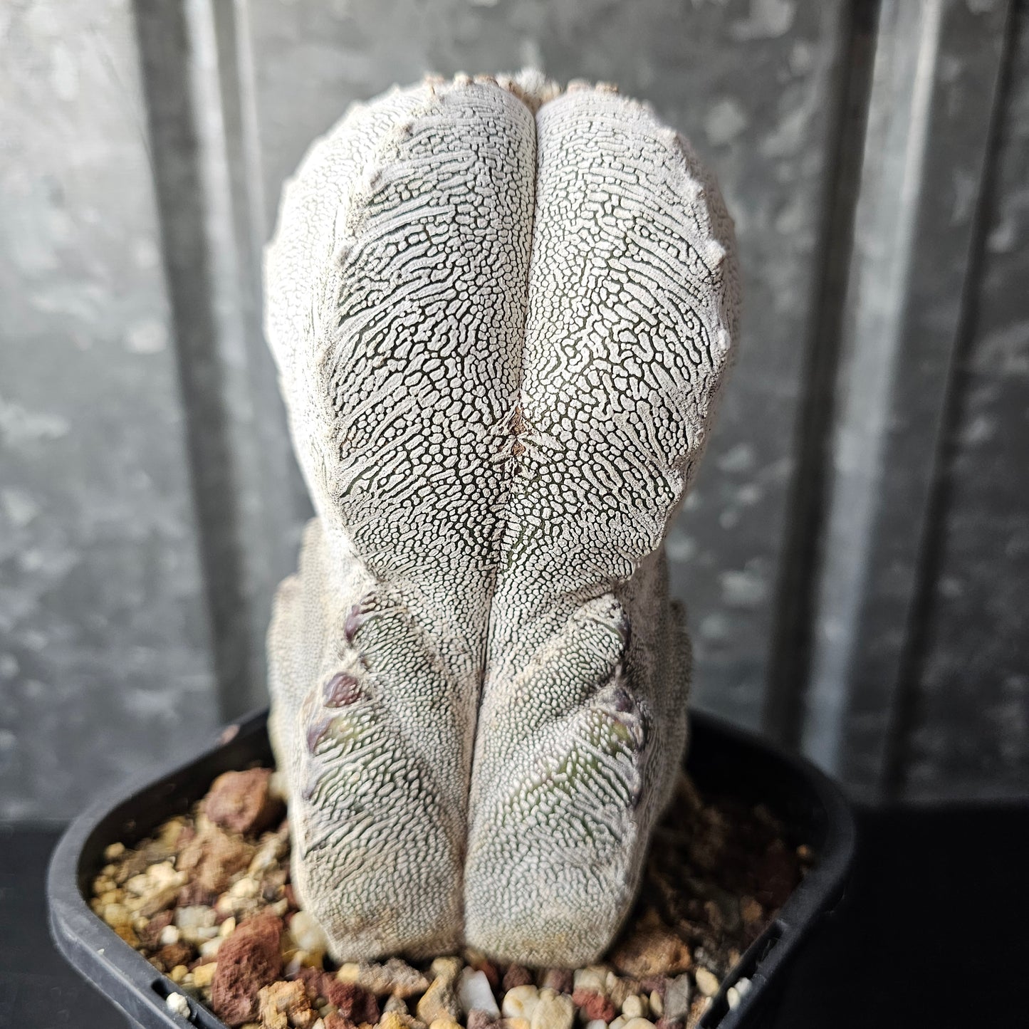 Astrophytum myriostigma cv. Onzuka