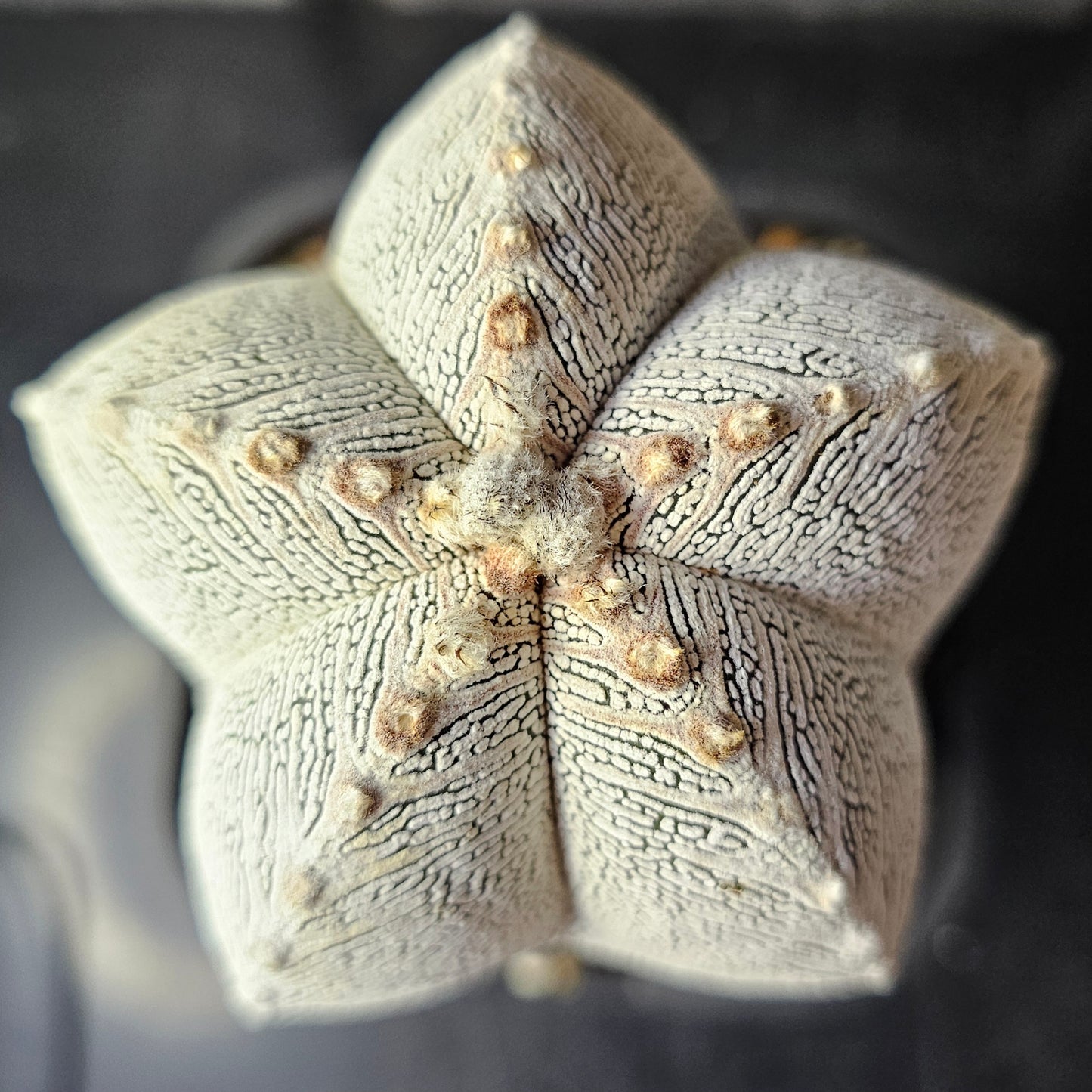 Astrophytum myriostigma cv. Onzuka