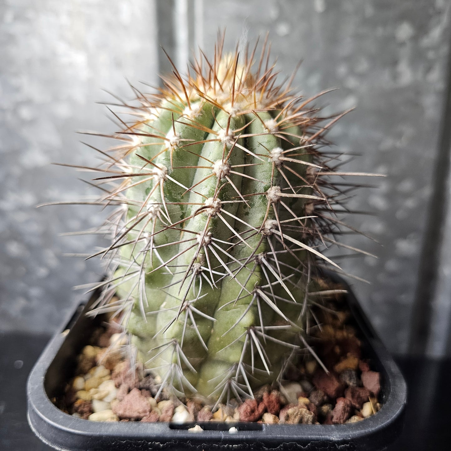 Copiapoa lembekei