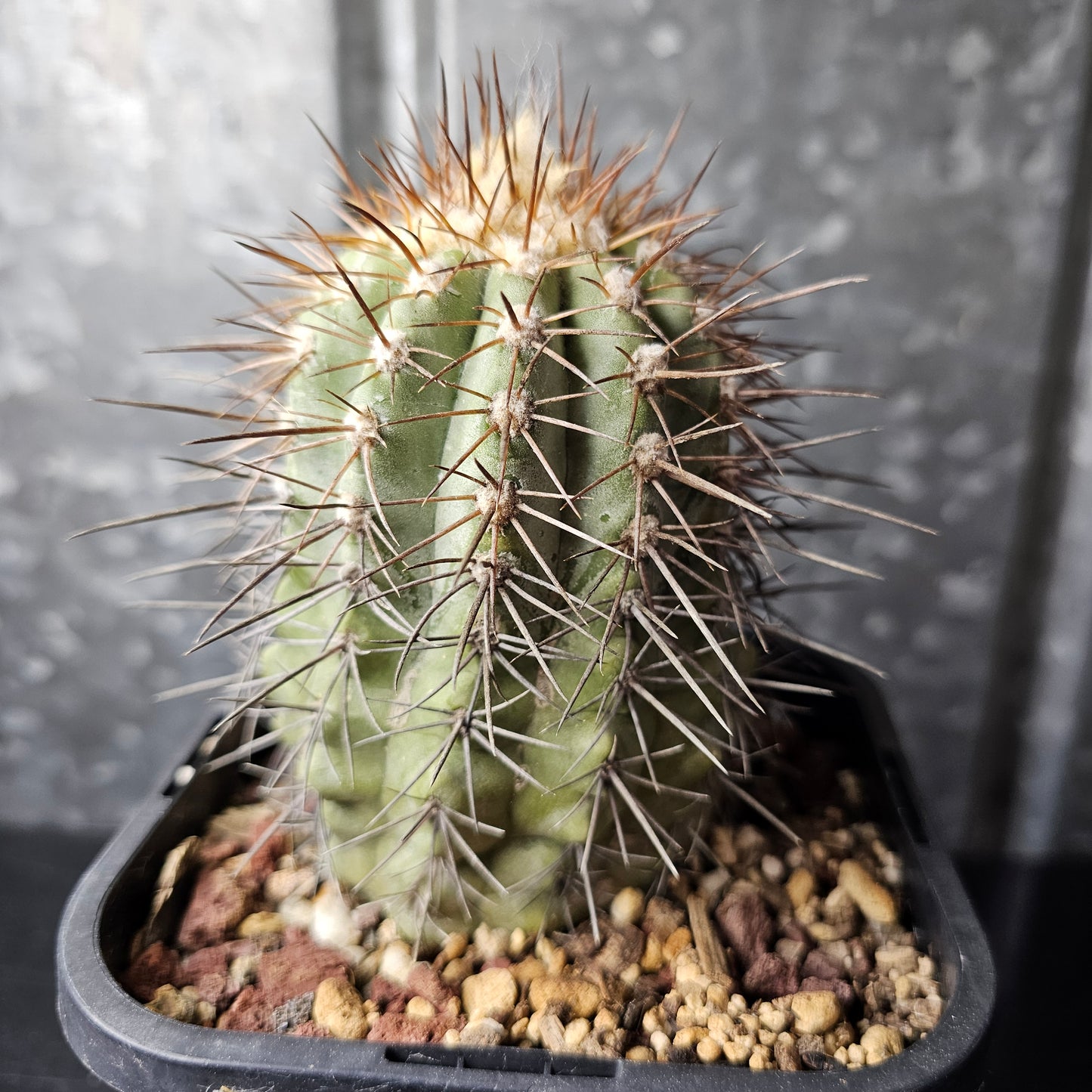 Copiapoa lembekei