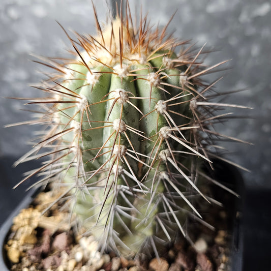 Copiapoa lembekei relic grade cactus, rare mature specimen over 12 years old with frosty body and heavy spines, stunning collectable Copiapoa