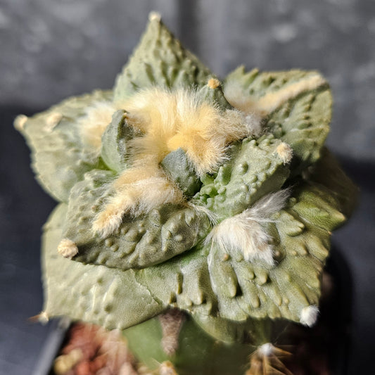 Ariocarpus cv. Cauliflower F1 Thailand grafted cactus, rare blue green textured body with wide tubercles and bright fluffy wool, collectable Ariocarpus