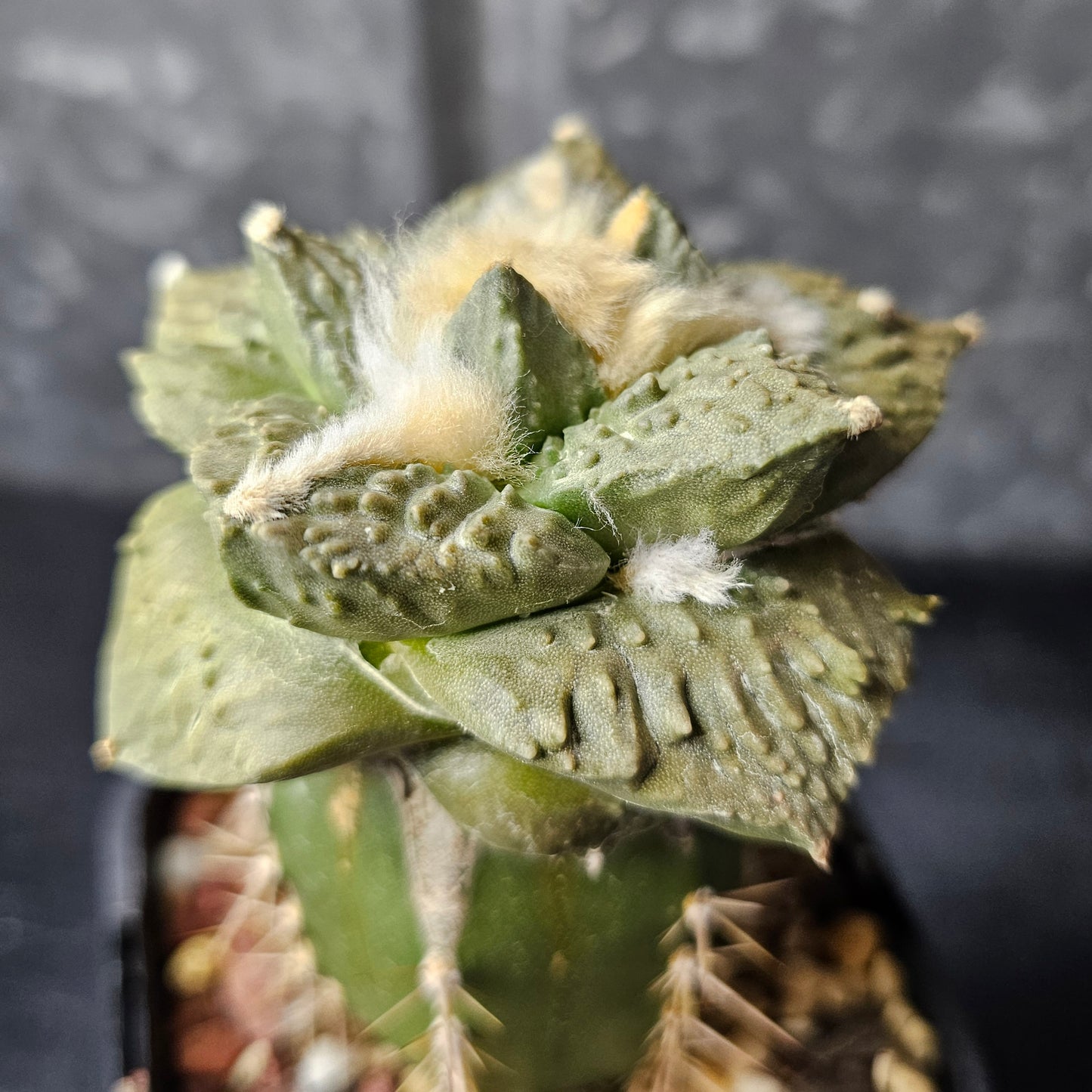 Ariocarpus cv. Cauliflower F1 (Thailand)