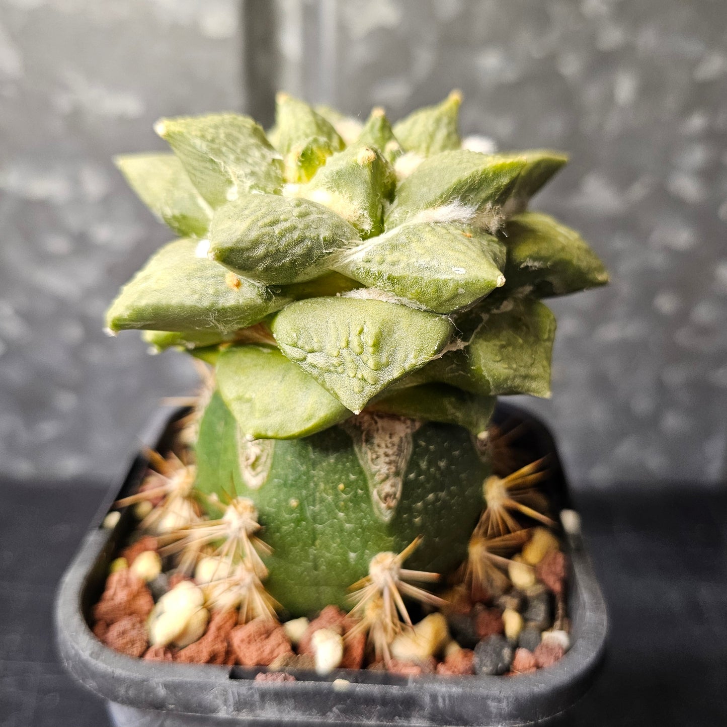 Ariocarpus Cauliflower x (lloydii x Godzilla)