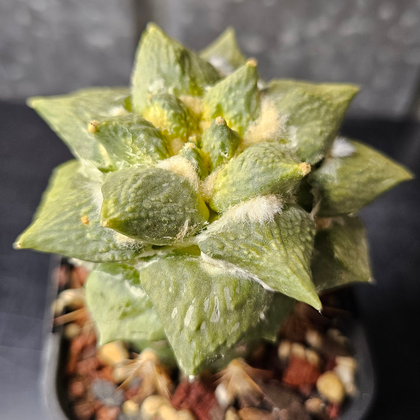 Ariocarpus Cauliflower x (lloydii x Godzilla)