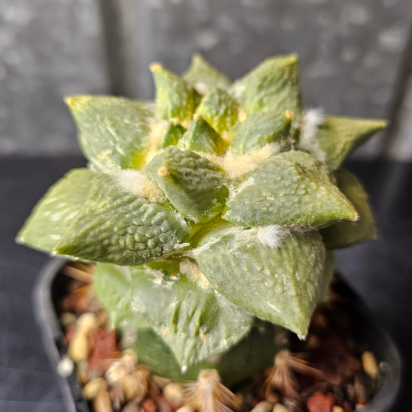 Ariocarpus Cauliflower x (lloydii x Godzilla)