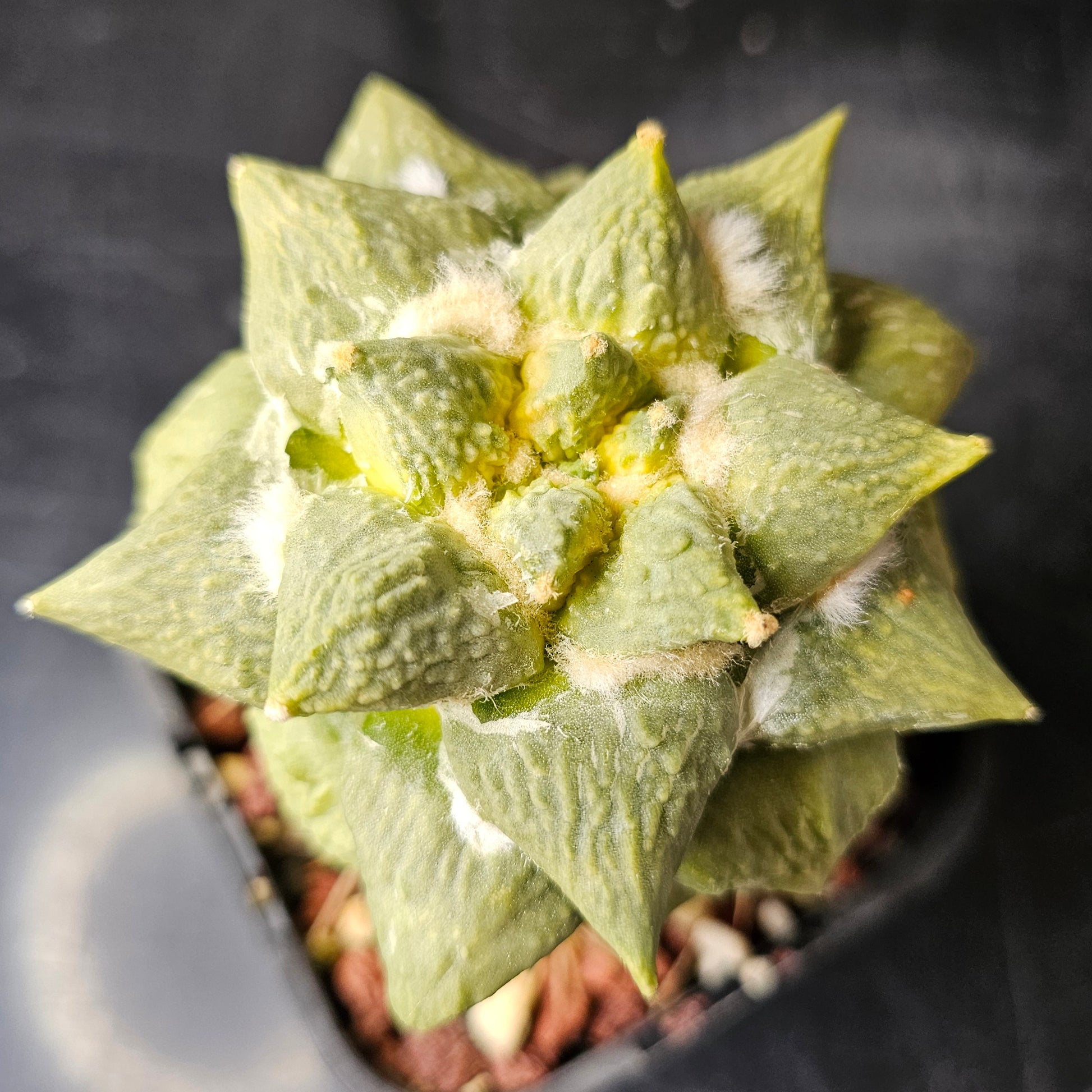 Ariocarpus Cauliflower x (lloydii x Godzilla) hybrid cactus, rare lime green body with sharp pointed tubercles and heavy texture, collectable Ariocarpus hybrid