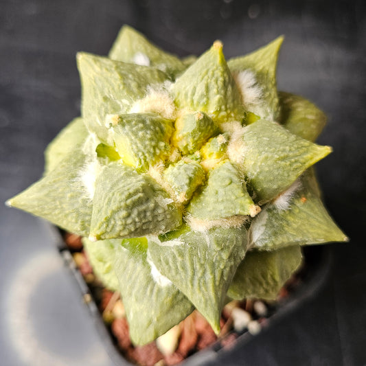 Ariocarpus Cauliflower x (lloydii x Godzilla) hybrid cactus, rare lime green body with sharp pointed tubercles and heavy texture, collectable Ariocarpus hybrid