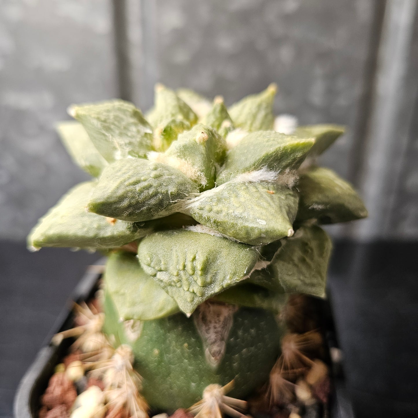 Ariocarpus Cauliflower x (lloydii x Godzilla)