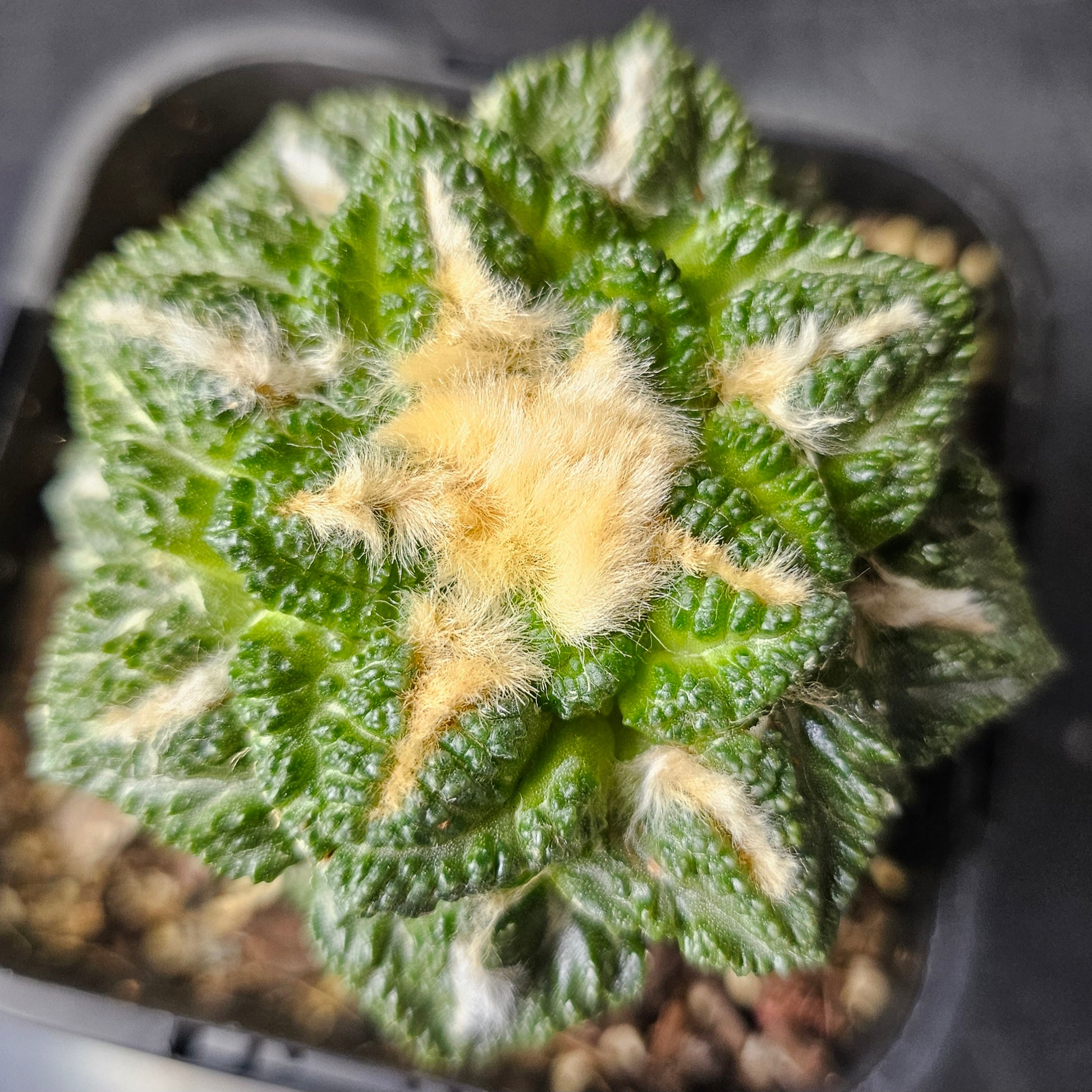 Ariocarpus cv. Godzilla hybrid cactus, emerald green body with dense textured tubercles and wool highlights, rare grafted Ariocarpus prestige specimen