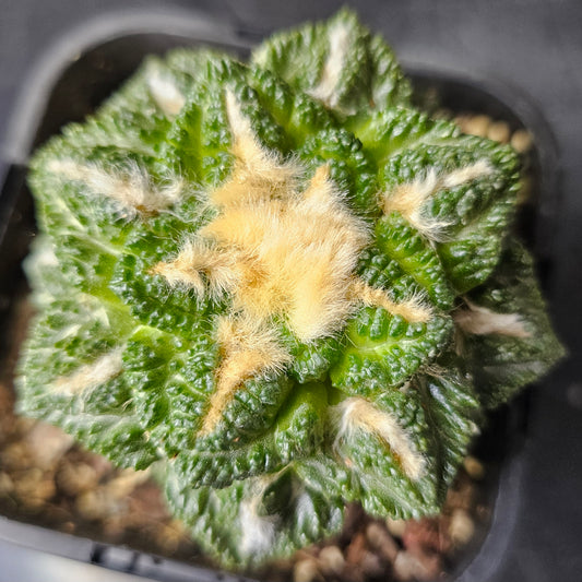 Ariocarpus cv. Godzilla hybrid cactus, emerald green body with dense textured tubercles and wool highlights, rare grafted Ariocarpus prestige specimen