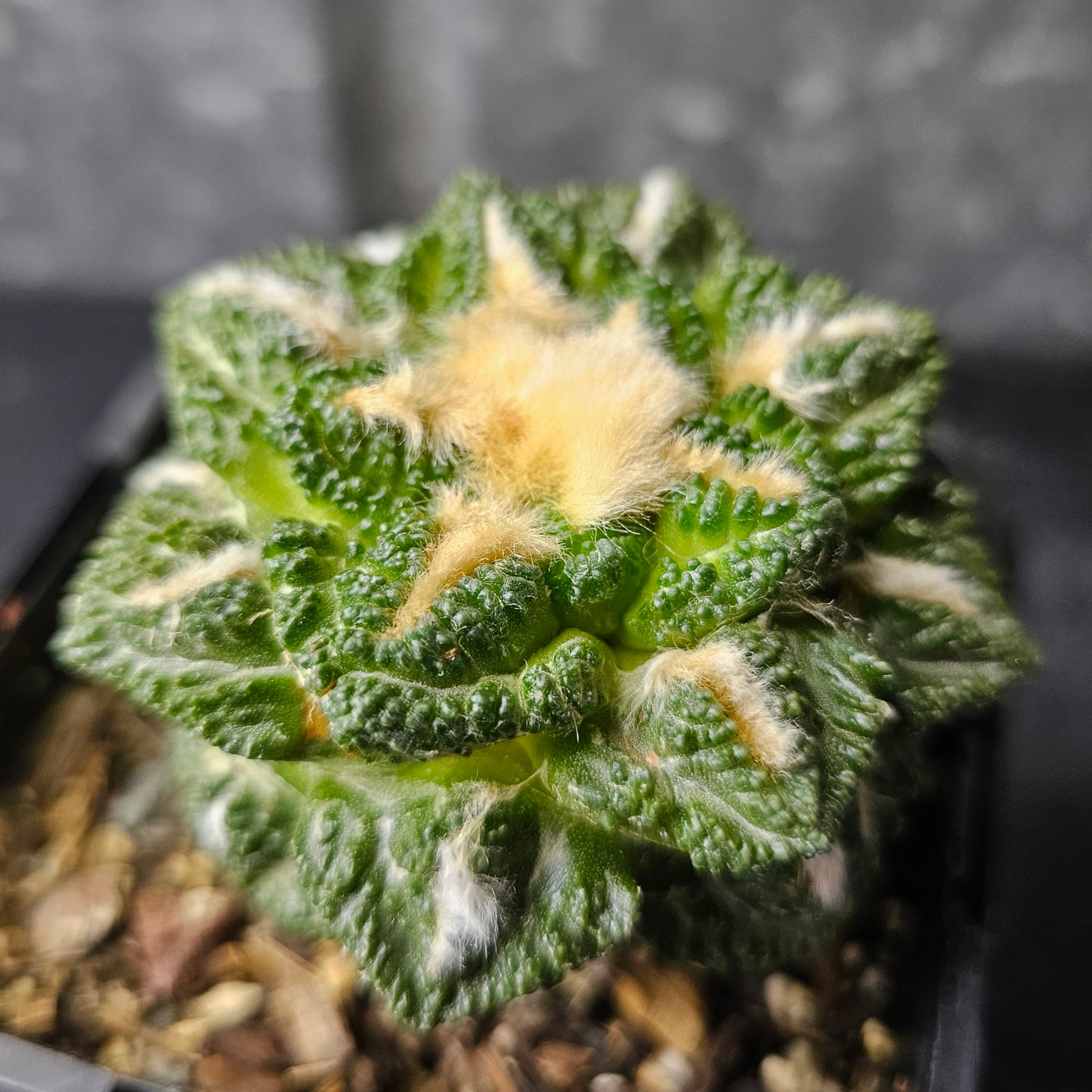 Ariocarpus cv. Godzilla hybrid