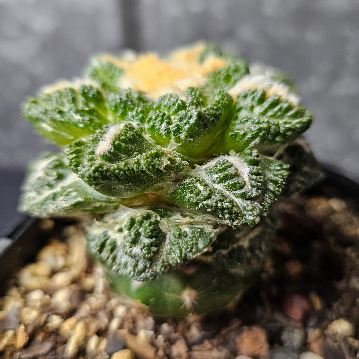 Ariocarpus cv. Godzilla hybrid