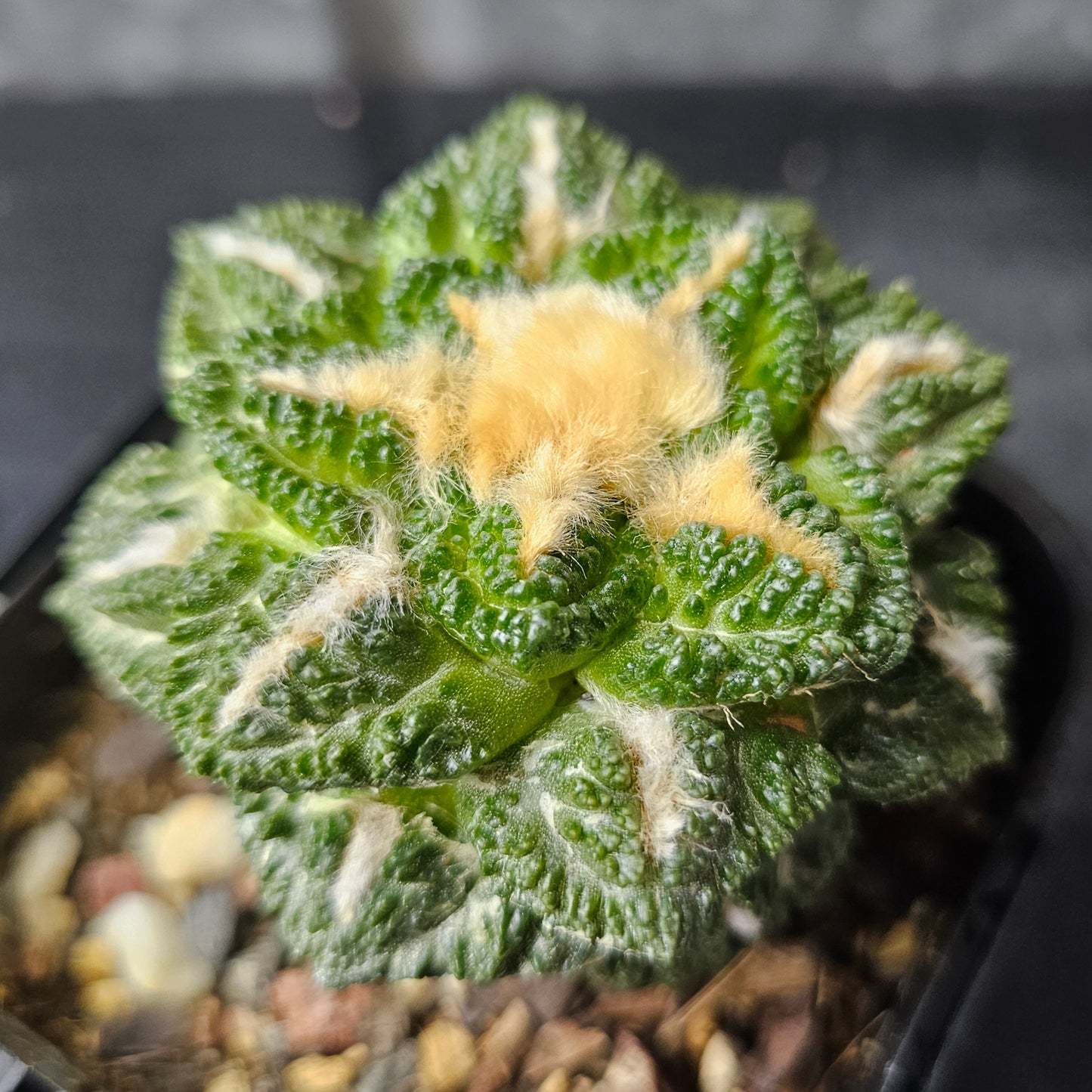 Ariocarpus cv. Godzilla hybrid