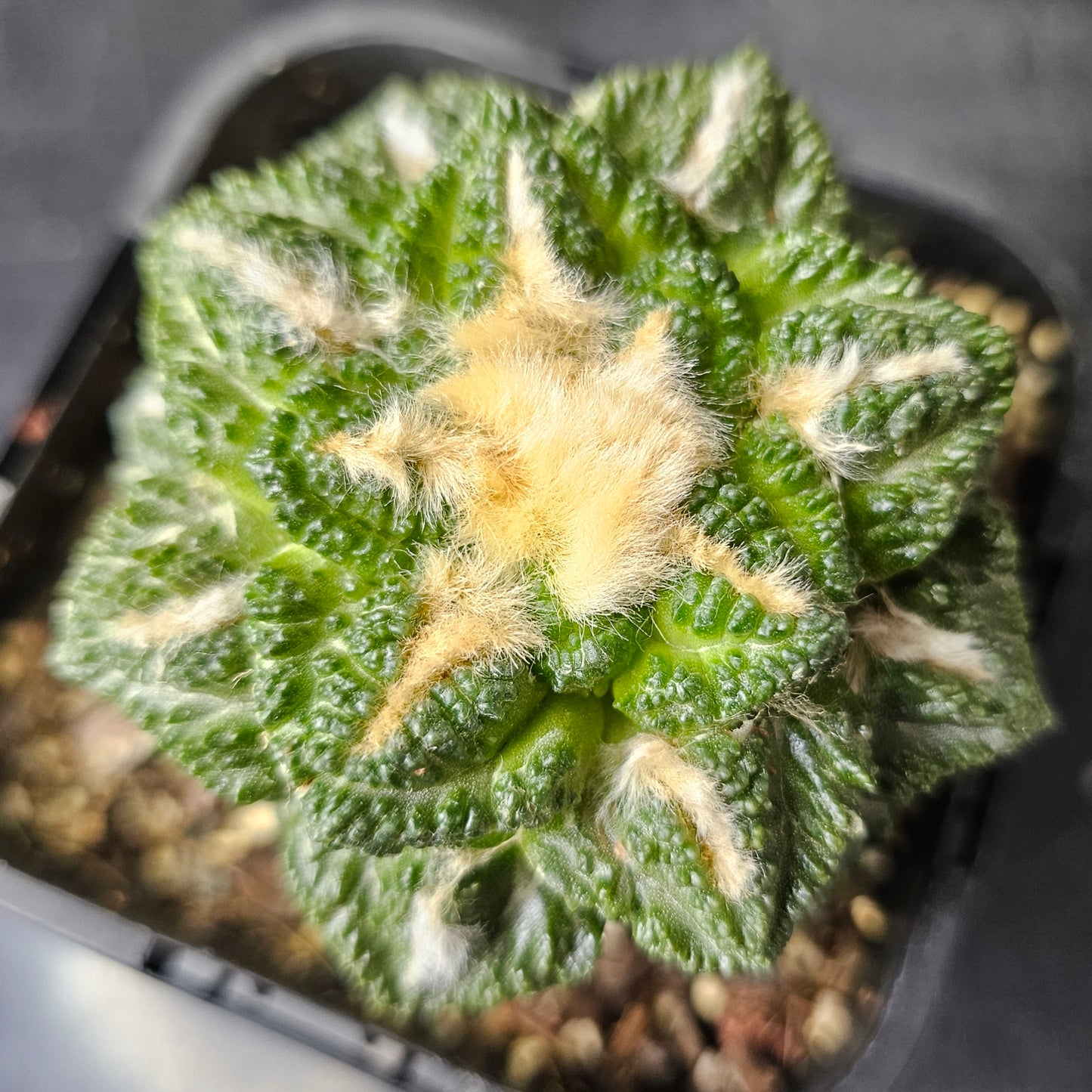 Ariocarpus cv. Godzilla hybrid