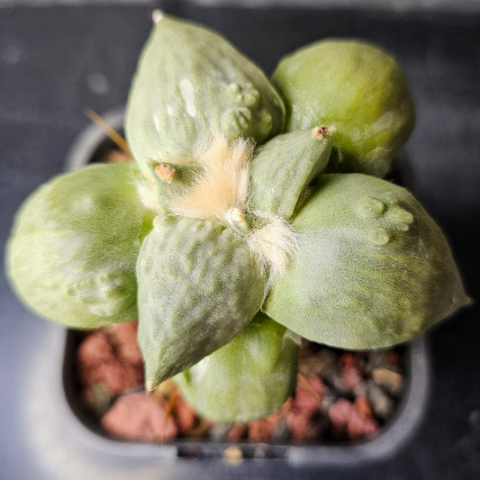 Ariocarpus complex hybrid cactus, rare frosty blue green skin with cauliflower and maruibo traits, unusual textured prestige Ariocarpus collector plant