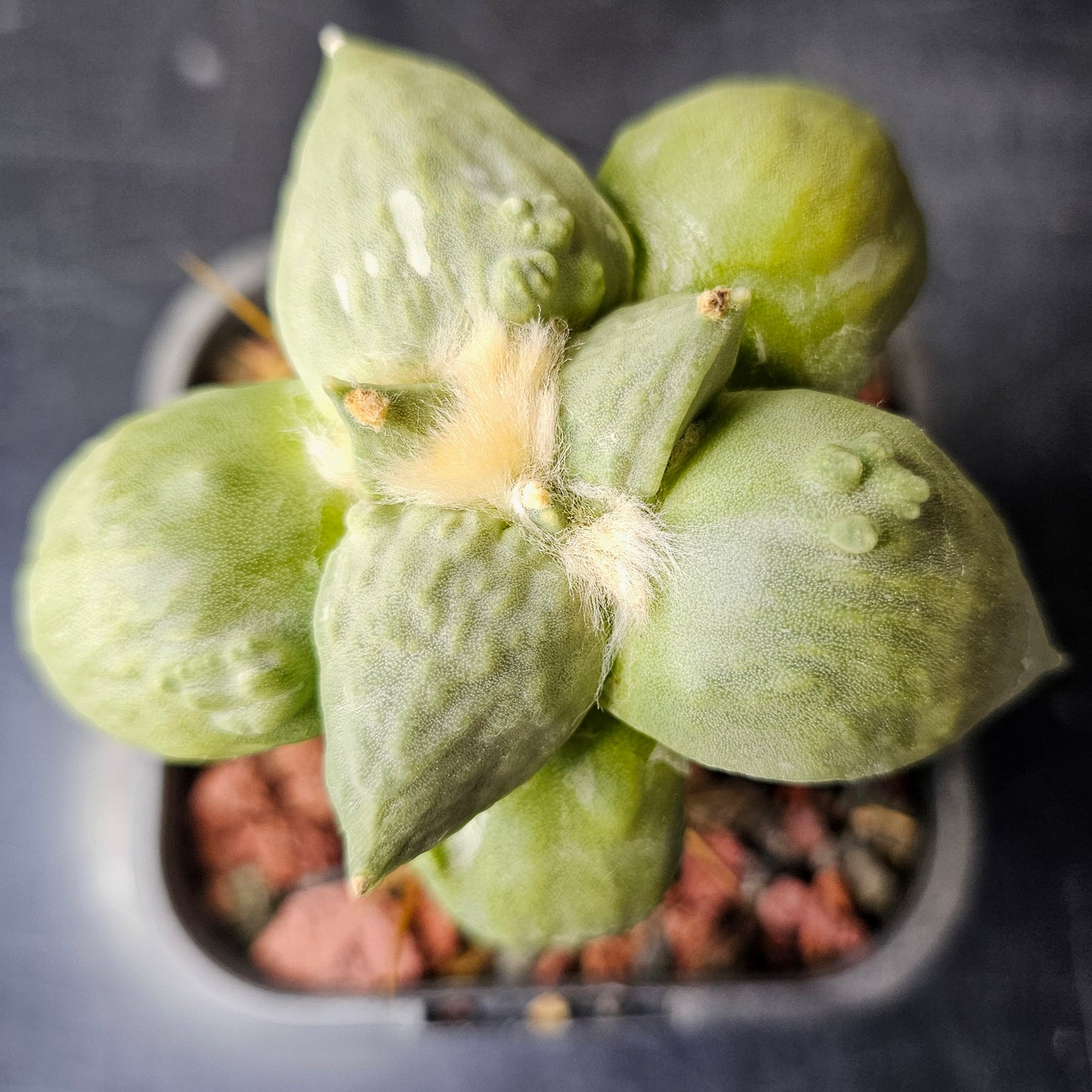 Ariocarpus complex hybrid